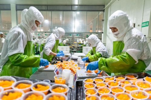 冷水滩区 柑橘加工忙 畅销海内外 央广网